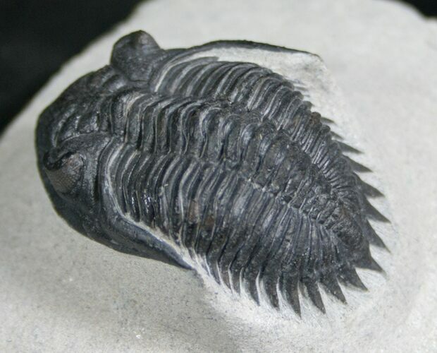 New Species Kayserops Trilobite - Issoumour #7983